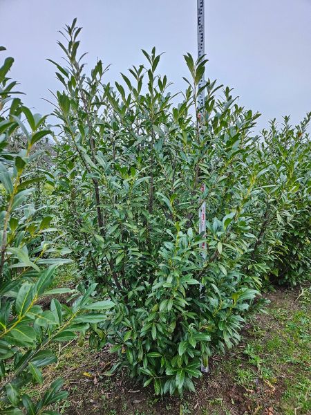 Kirschlorbeer Caucasica kaufen | Prunus laurocerasus Caucasica | Hohe Hecken
