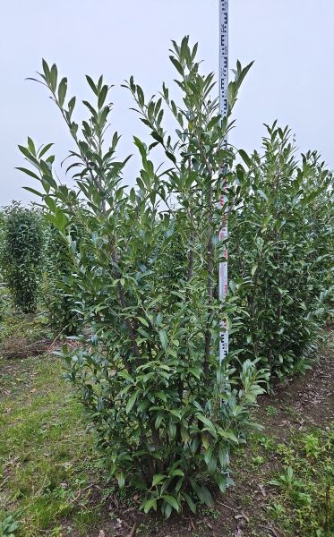 Kirschlorbeer Caucasica kaufen | Prunus laurocerasus Caucasica | Hohe Hecken