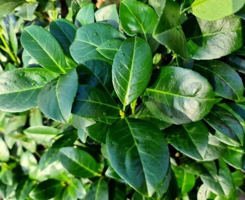 blumentopf für monstera Fensterblatt kaufen - Monstera deliciosa Zimmerpflanze Ø:21 H:70 cm