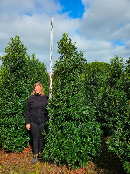 Portugiesischer Kirschlorbeer kaufen | Prunus lusitanica Angustifolia |  Hohe Hecken