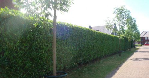 Kirschlorbeer Novita kaufen | Prunus laurocerasus Novita | Hohe Hecken