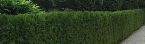 Eibe kaufen | Taxus baccata | Hohe Hecken