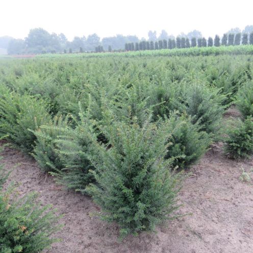 Eibe kaufen | Taxus baccata | Hohe Hecken