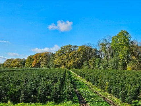stechpalme räuchern Europäische Stechpalme (Ilex aquifolium) | 60-80 cm mit Wurzelballen