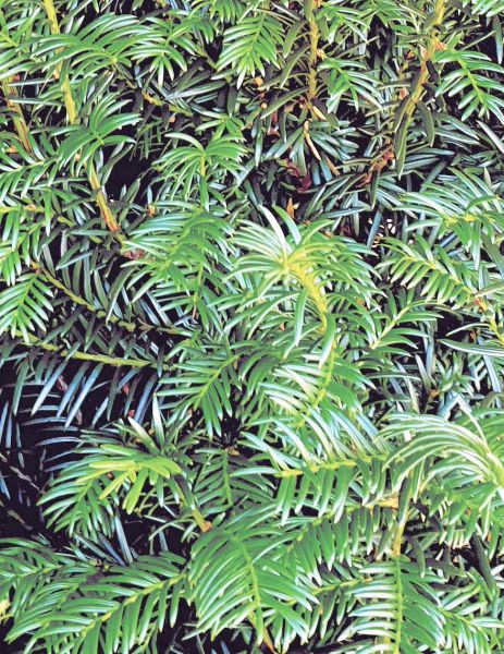 Eibe kaufen | Taxus baccata | Hohe Hecken