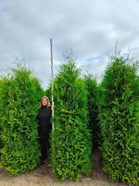 wie breit wird eine thuja smaragd Lebensbaum Thuja occidentalis Smaragd 180-200 cm Höhe Ballenware main image 1