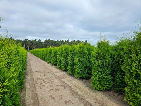 thuja occ little giant Thuja occidentalis 'Little Giant' ~ Little Giant Arborvitae – Glass Farm  Nursery main image 1