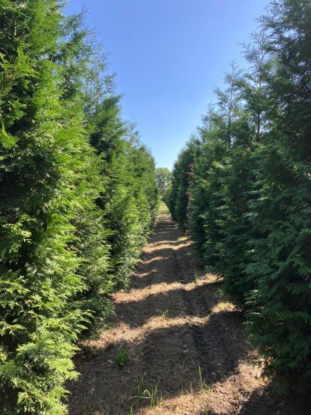 15 Stck Thuja Brabant 120-150cm - Immergrne Heckenpflanzen Lebensbaum  Sichtschutz Thuja Occidentalis Brabant