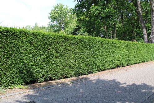 Lebensbaum Brabant 200-225cm mit Ballen
