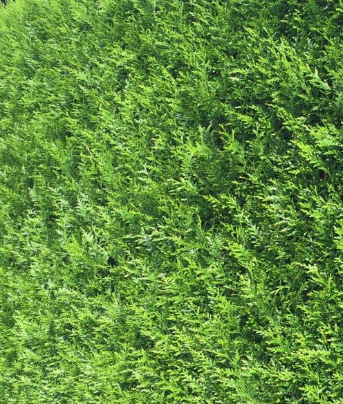 Thuja Brabant kaufen | Thuja occidentalis Brabant | Hohe Hecken