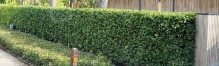 Kirschlorbeer Genolia 150-175cm - Ballen