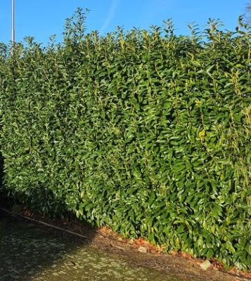 Kirschlorbeer Genolia