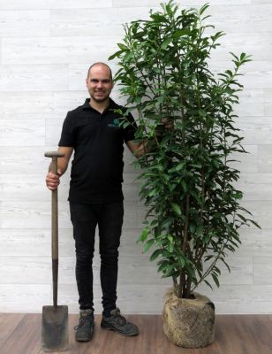 Kirschlorbeer Genolia 150-175cm mit Ballen