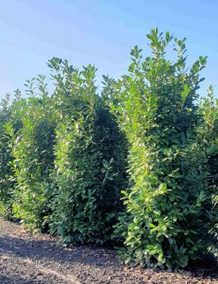 Kirschlorbeer Genolia 275-300cm mit Ballen
