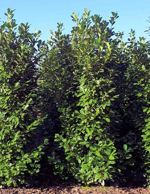Kirschlorbeer Genolia 300-325cm mit Ballen