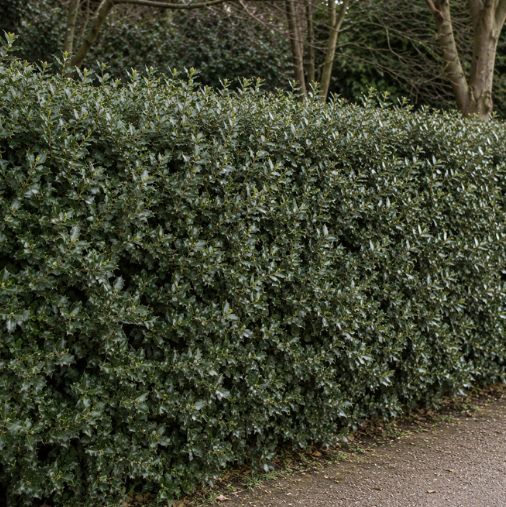 Taxus kopen