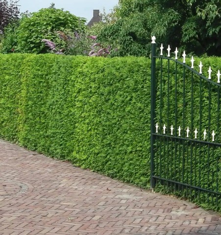 Thuja Brabant kopen