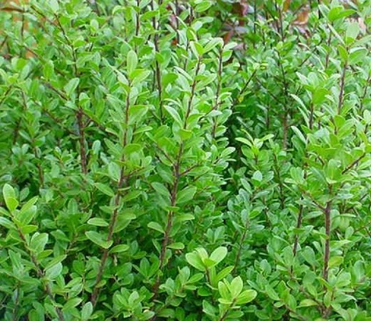 Thuja occidentalis ‘Brabant’