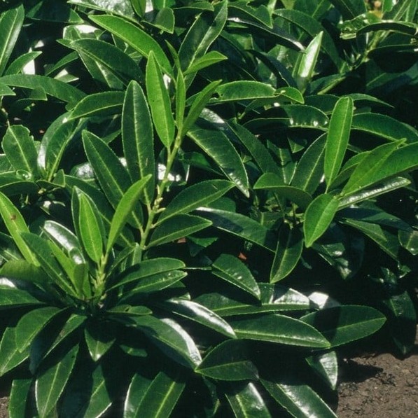 Thuja occidentalis ‘Brabant’