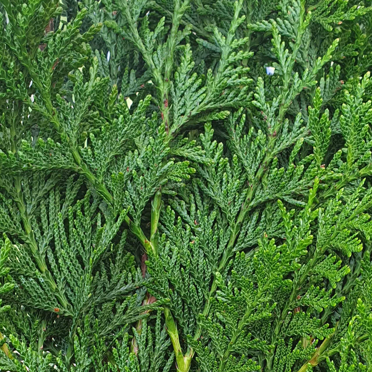 Thuja plicata ‘Martin’