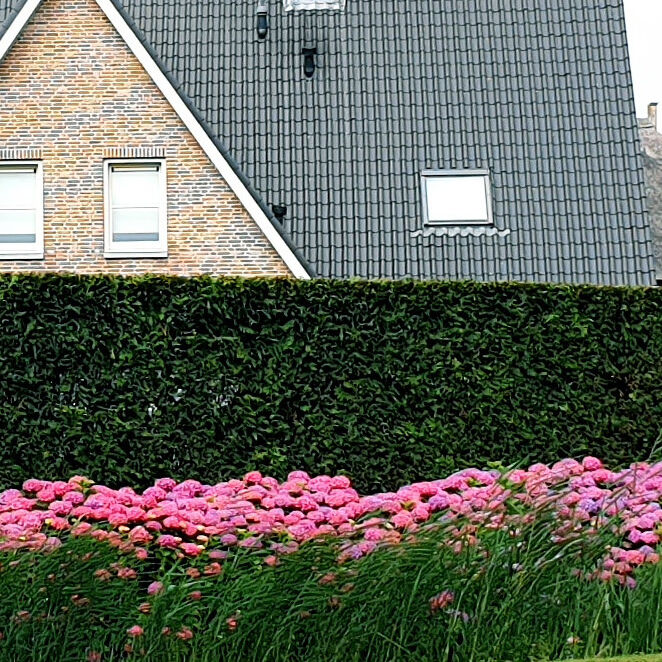 Eine Hecke pflanzen Eine Hecke pflanzen