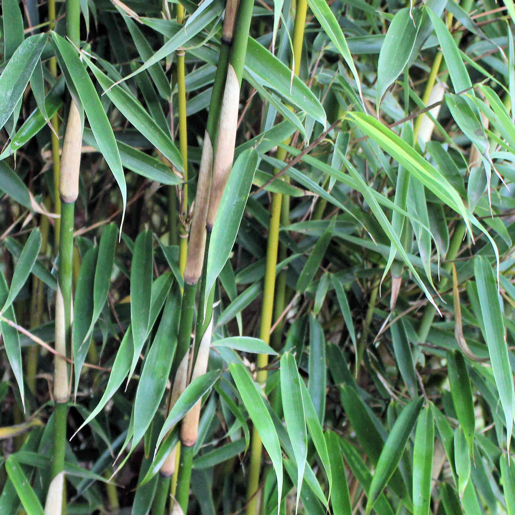 Bambus Fargesia robusta Campbell