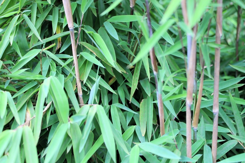 Thuja occidentalis ‘Brabant’