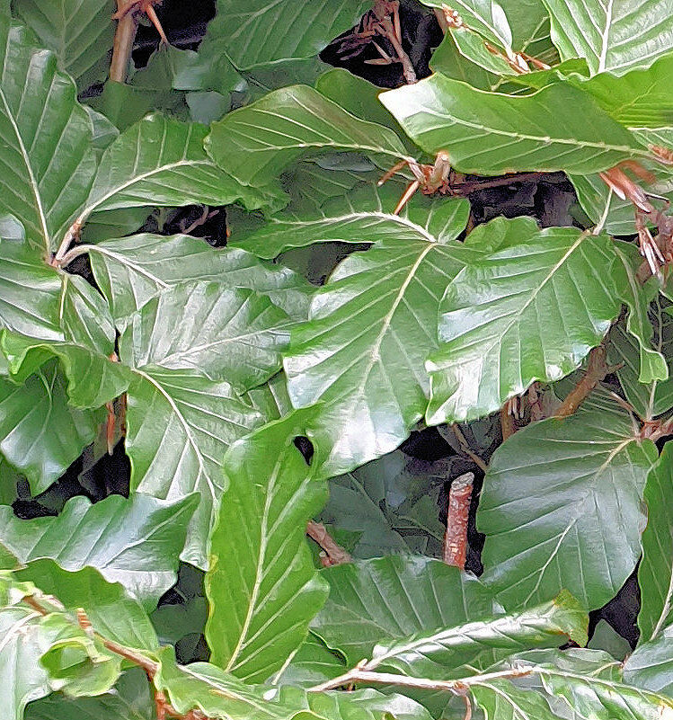 Fagus sylvatica