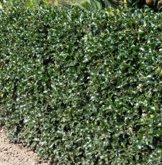 Thuja occidentalis ‘Brabant’