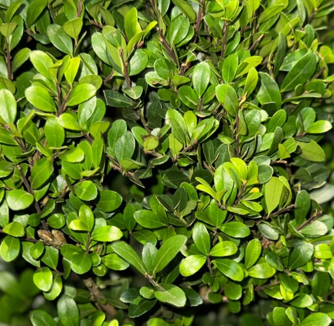 Thuja occidentalis ‘Brabant’