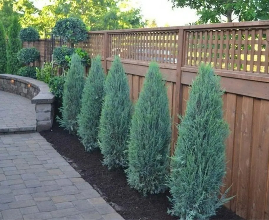 Thuja occidentalis ‘Brabant’