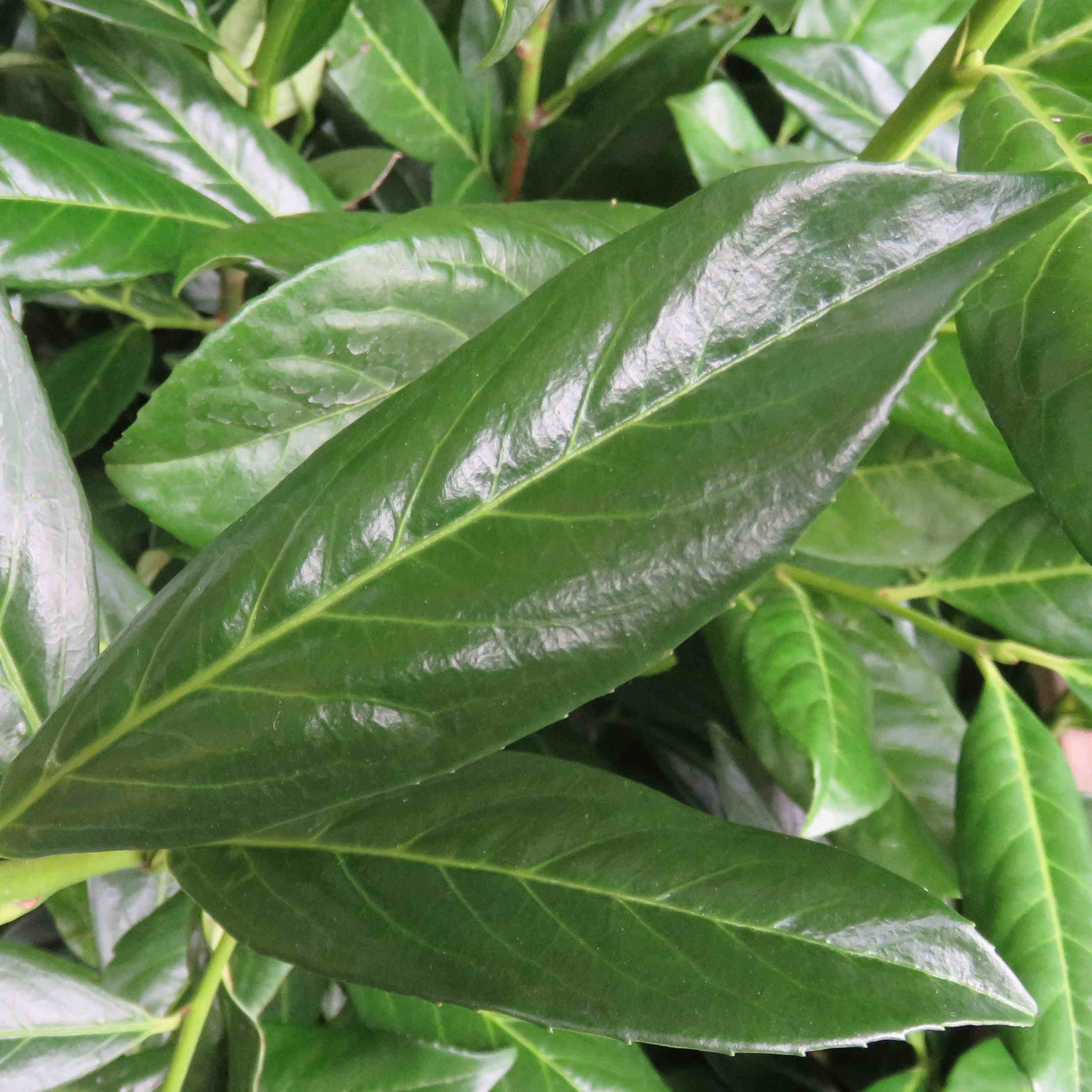 Kirschlorbeerhecke Lorbeerhecke Caucasica