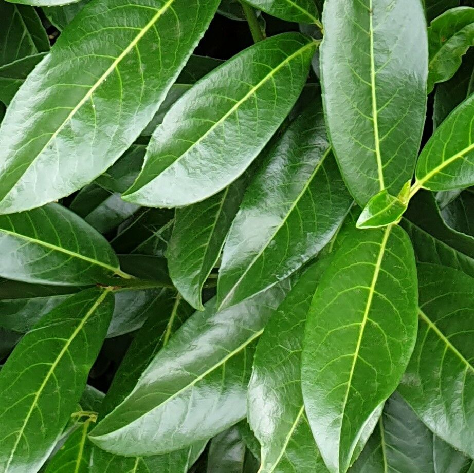 Laurier Genolia Laurier Genolia