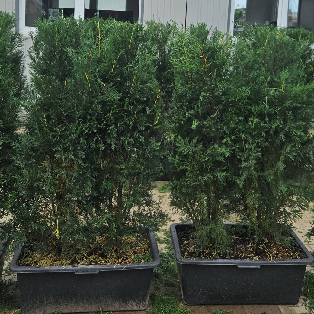 Thuja occidentalis ‘Brabant’ Thuja occidentalis ‘Brabant’