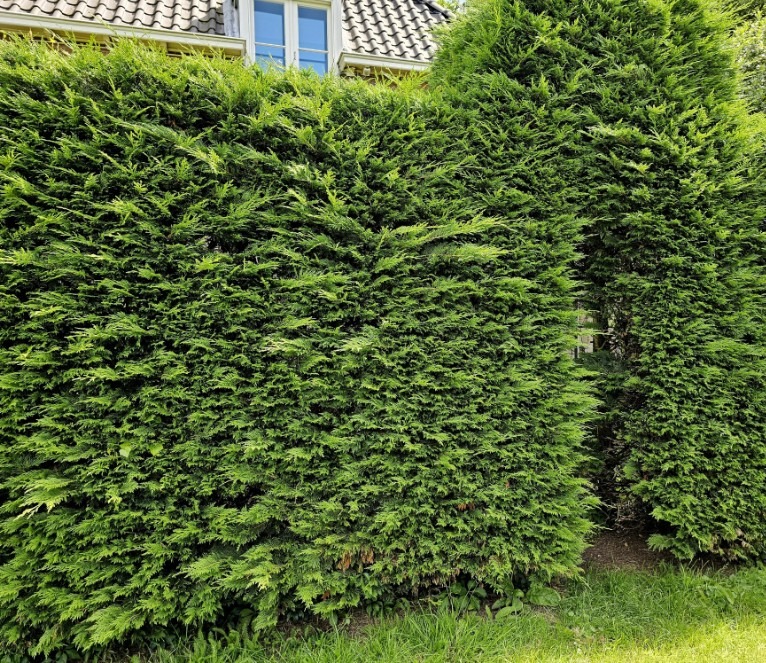 Thuja Brabant kopen