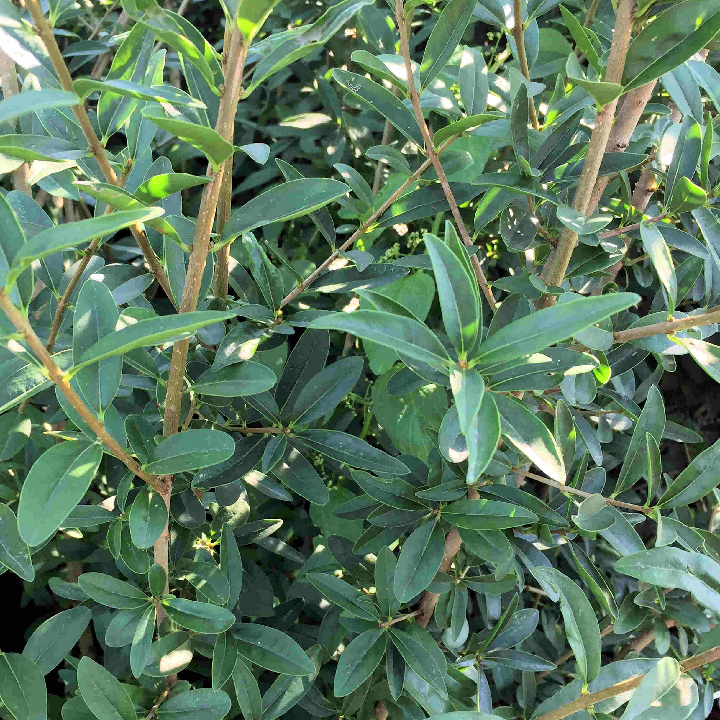 Ligustrum vulgare ‘Atrovirens’