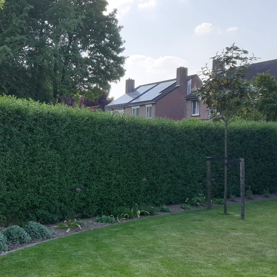 Thuja Brabant kopen
