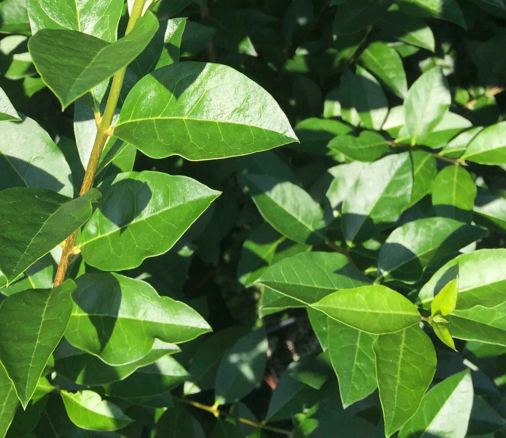 Ligusterhecke kaufen