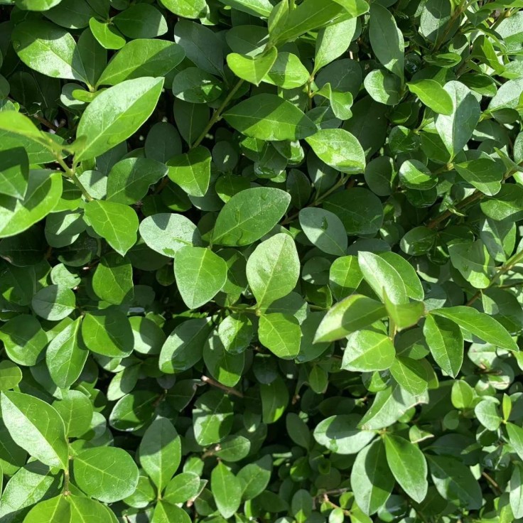 Thuja occidentalis ‘Brabant’