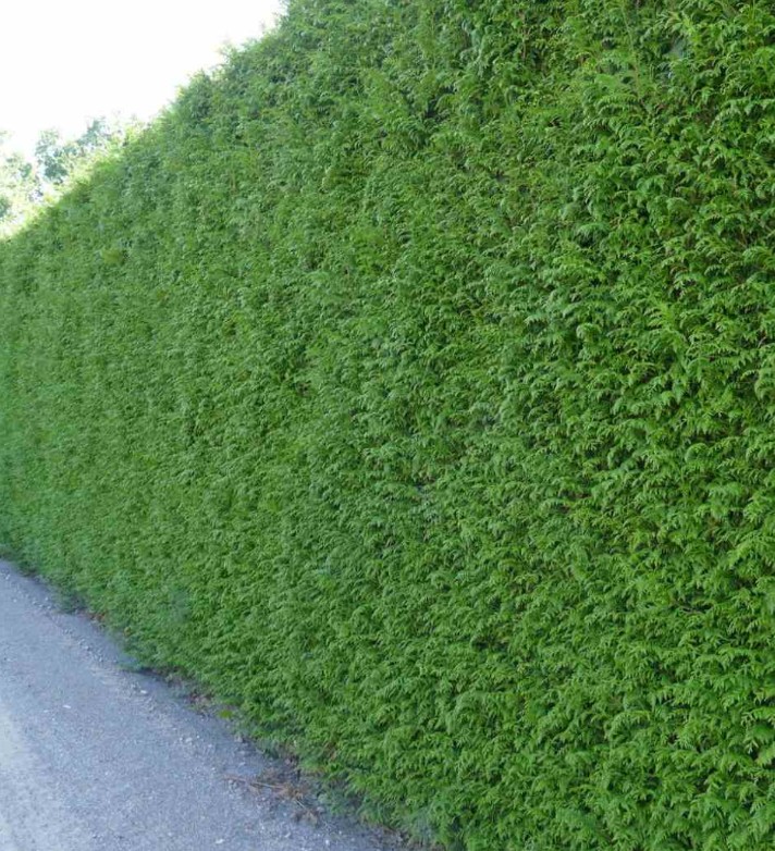 Thuja plicata 