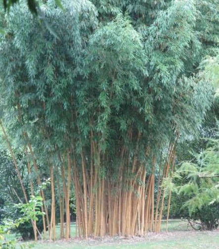 Thuja Brabant kopen