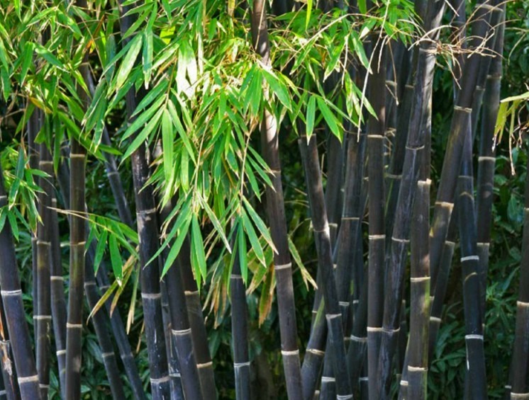 Thuja occidentalis ‘Brabant’