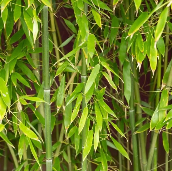 Thuja occidentalis ‘Brabant’
