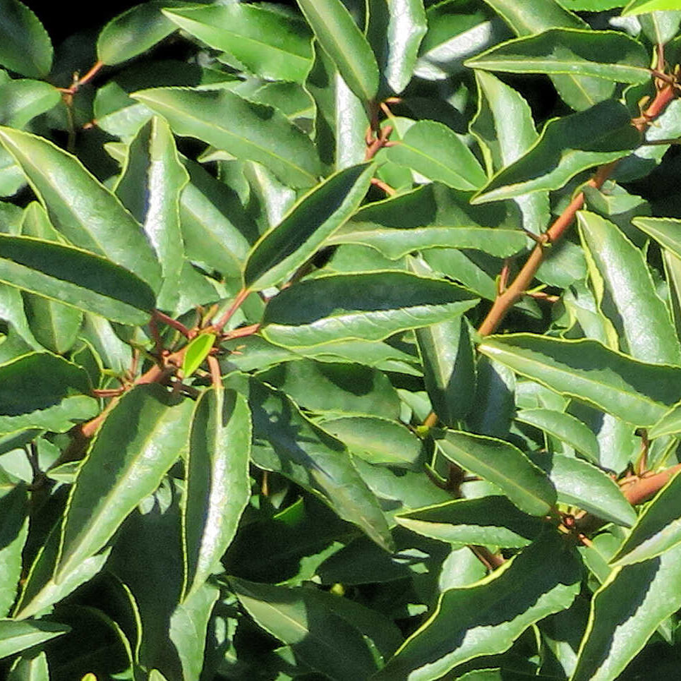 Prunus lusitanica ‘Angustifolia’ Prunus lusitanica ‘Angustifolia’