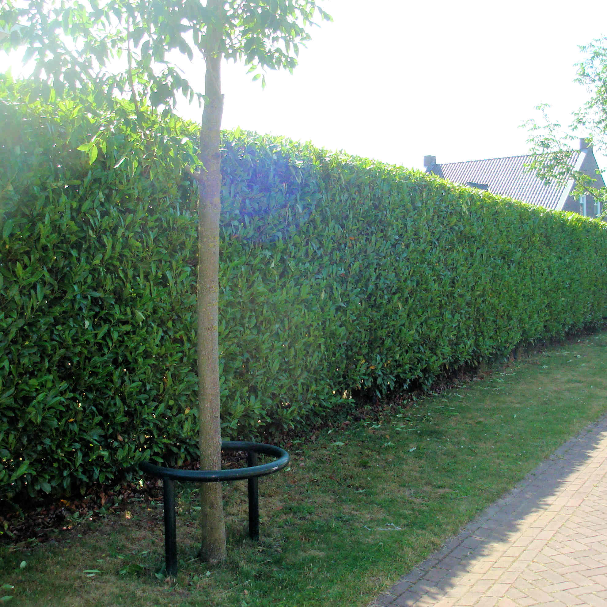 Kirschlorbeer kaufen