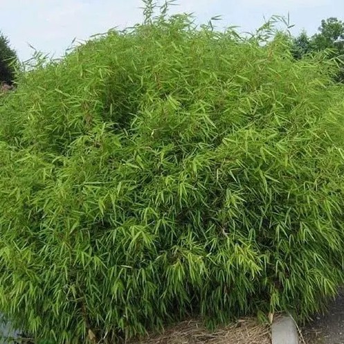 Thuja occidentalis ‘Brabant’