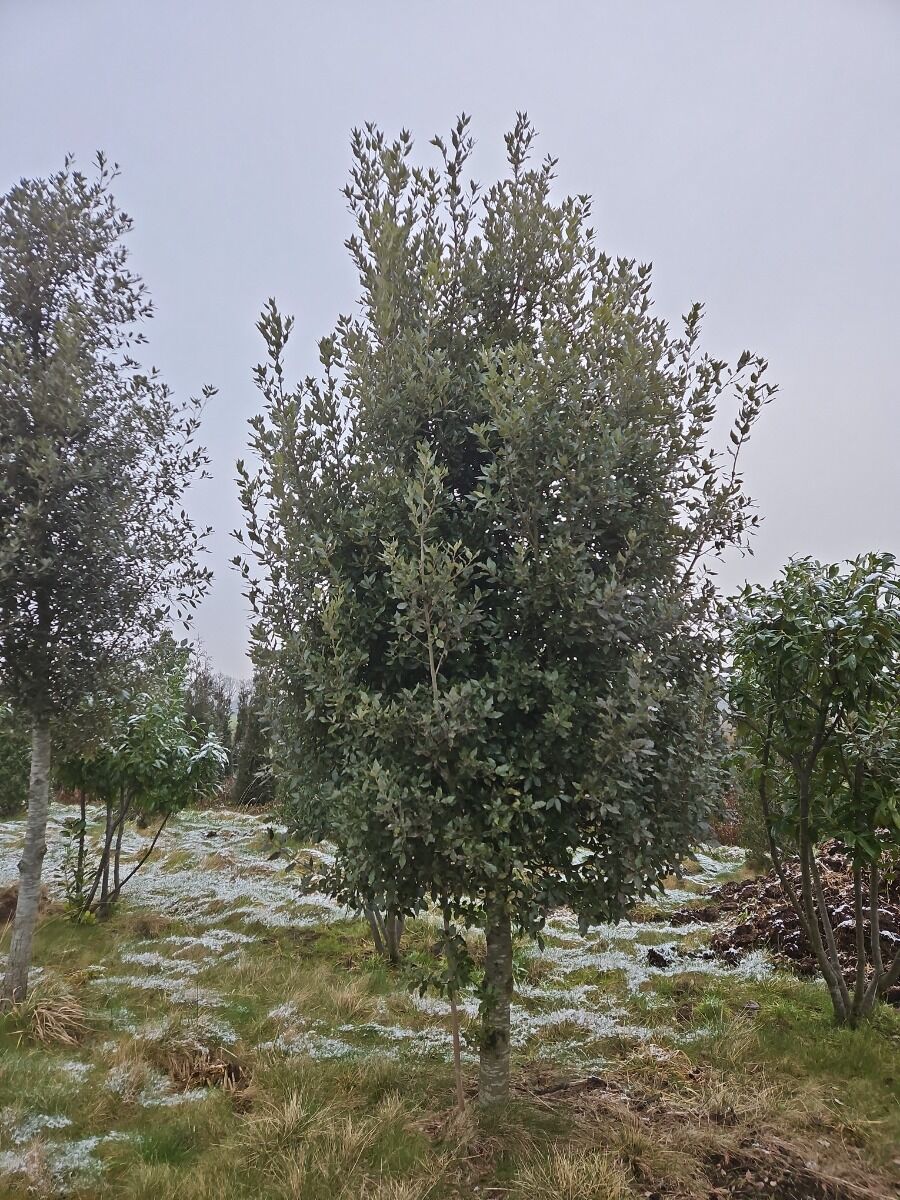 Taxus kopen