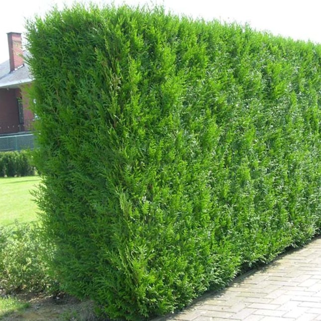 Thuja occidentalis ‘Brabant’