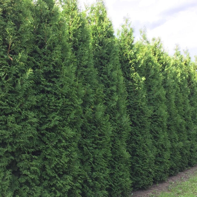 Hohe Hecke Hohe Hecke