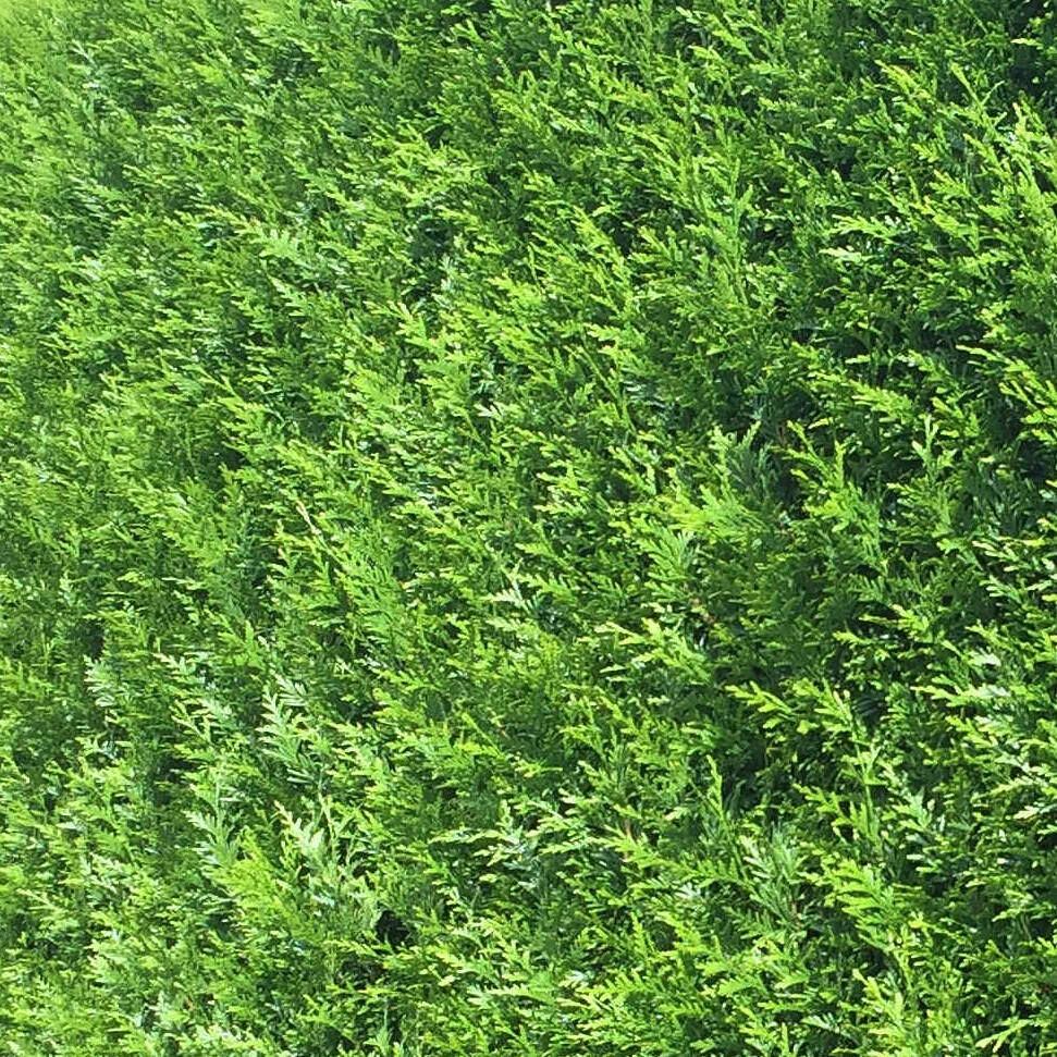 Thuja occidentalis 'Brabant' Thuja occidentalis 'Brabant'
